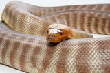 Woma Pythons - Amazing Amazon