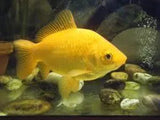 Yellow Goldfish - Amazing Amazon