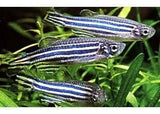 Zebra Danio - Amazing Amazon