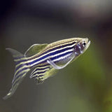 Zebra Danio - Amazing Amazon