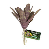 Zoo Med Chestnut Bromeliad Plant - Amazing Amazon