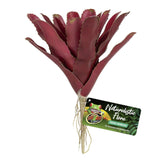 Zoo Med Fireball Bromeliad Plant - Amazing Amazon