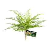 Zoo Med Lace Fern Plant - Amazing Amazon