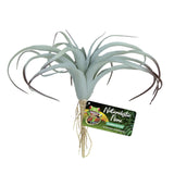 Zoo Med Tillandsia Plant - Amazing Amazon